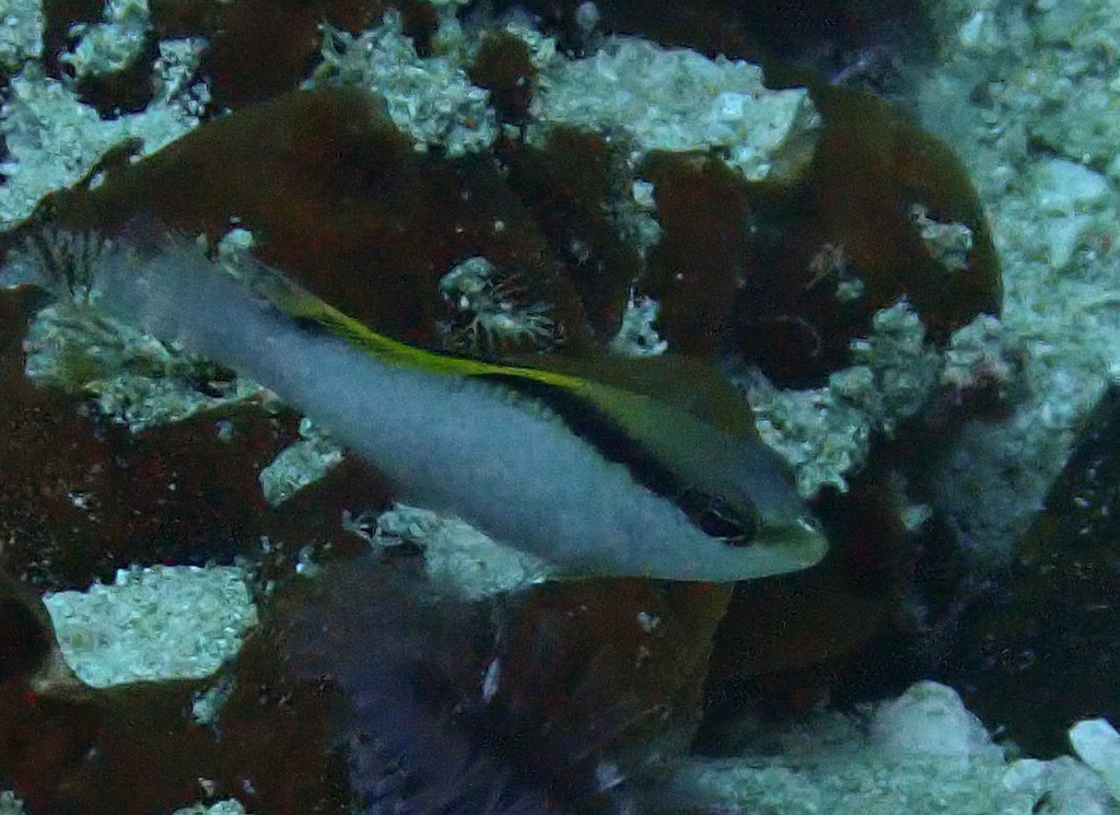 Zippered Dottyback