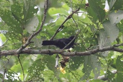 Melaniparus funereus