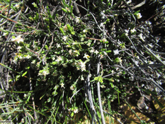 Lachnaea elsieae