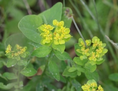 Euphorbia flavicoma