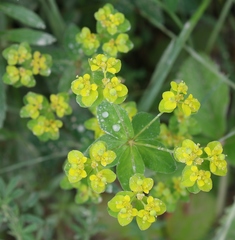 Euphorbia flavicoma