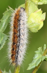 Diacrisia purpurata