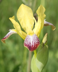 Iris variegata