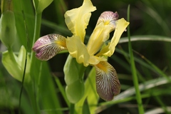 Iris variegata