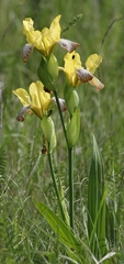 Iris variegata