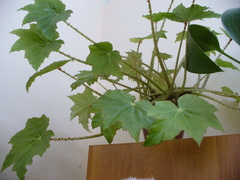 Begonia manicata