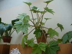 Begonia manicata