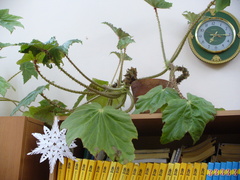 Begonia manicata