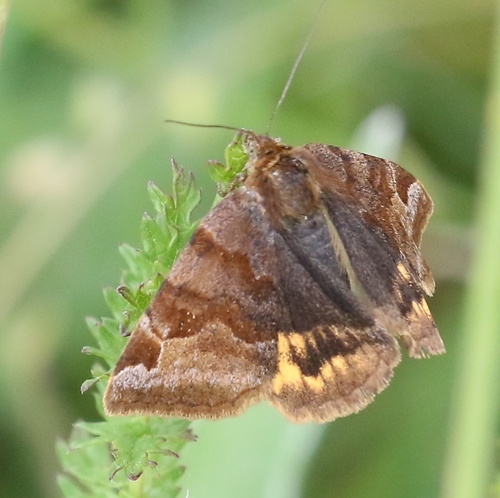 Rusvasis dobilinukas nuotrauka