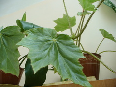 Begonia manicata