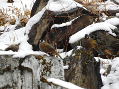 Trochalopteron affine