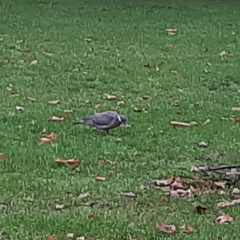 Columba palumbus