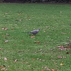Columba palumbus