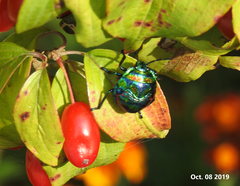 Poecilocoris splendidulus