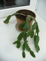Schlumbergera buckleyi