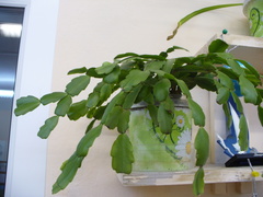 Schlumbergera buckleyi