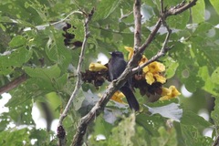 Melaniparus funereus