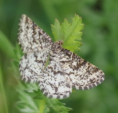 Heliomata glarearia