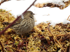 Carpodacus pulcherrimus