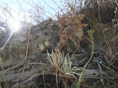 Dudleya densiflora