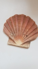 Pecten