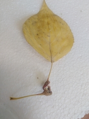 Pemphigus spyrothecae