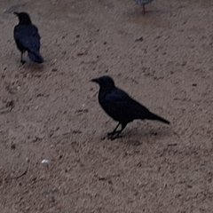 Corvus corone