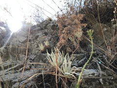 Dudleya densiflora