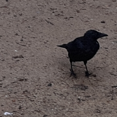 Corvus corone