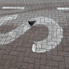 Columba livia domestica