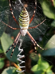 Argiope bruennichi