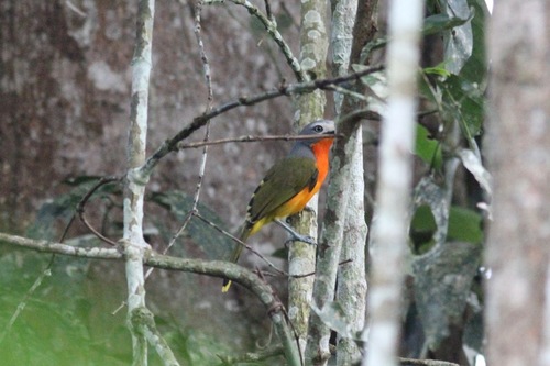 Fiery-breasted Bushshrike