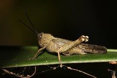 Abisares viridipennis