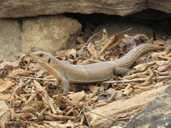 Broadleysaurus major