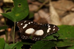 Aterica galene