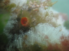 Asterocarpa