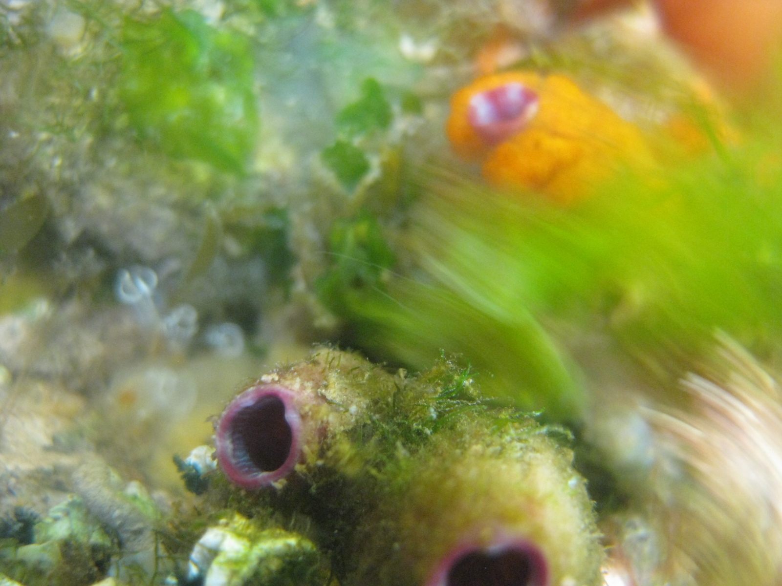 Asterocarpa humilis (Heller, 1878)