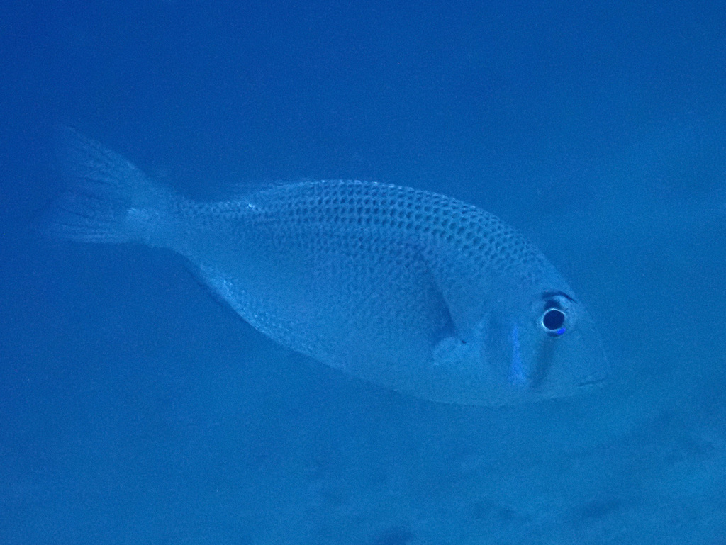 Blacknape Large-Eye Bream