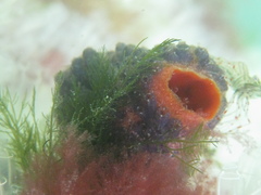 Asterocarpa