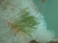 Bryopsis plumosa