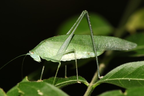 Genus Parapyrrhicia · iNaturalist