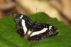 Euptera