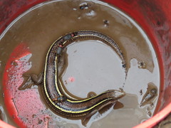 Gerrhosaurus nigrolineatus