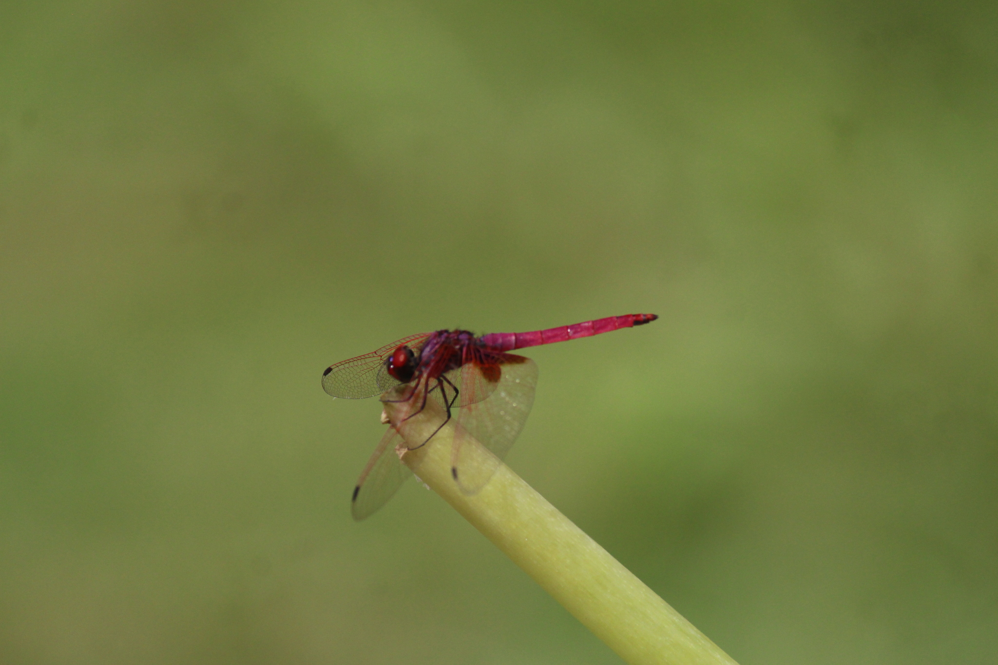 Crimson Marsh Glider