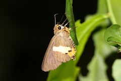 Coeliades sejuncta