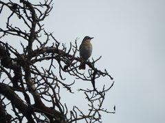 Turdus ruficollis