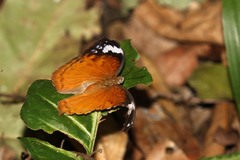 Apectinaria