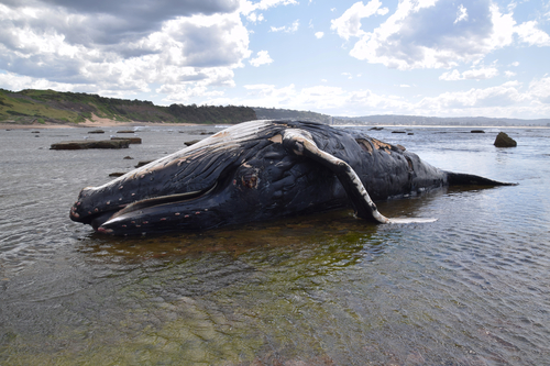 ザトウクジラ