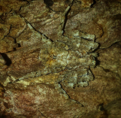 Stephanopis altifrons