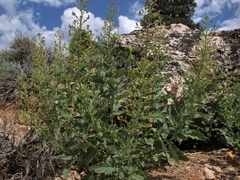 Scrophularia desertorum